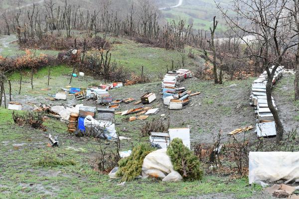 Aç kalan ayı köye inerek 34 keçi ve oğlağı öldürdü, arı kovanlarını parçaladı