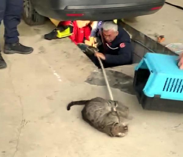 Bahçeşehir'de otomobilin altına giren kedi ve 2 yavrusunu itfaiye çıkardı