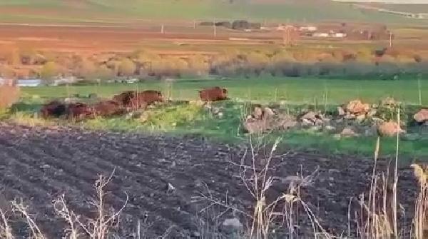 Diyarbakır’da tarlaya giren domuz sürüsü kamerada