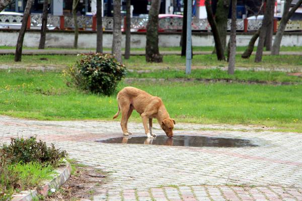 Havsa'da kaybolan sokak köpekleri için hayvanseverlerden suç duyurusu