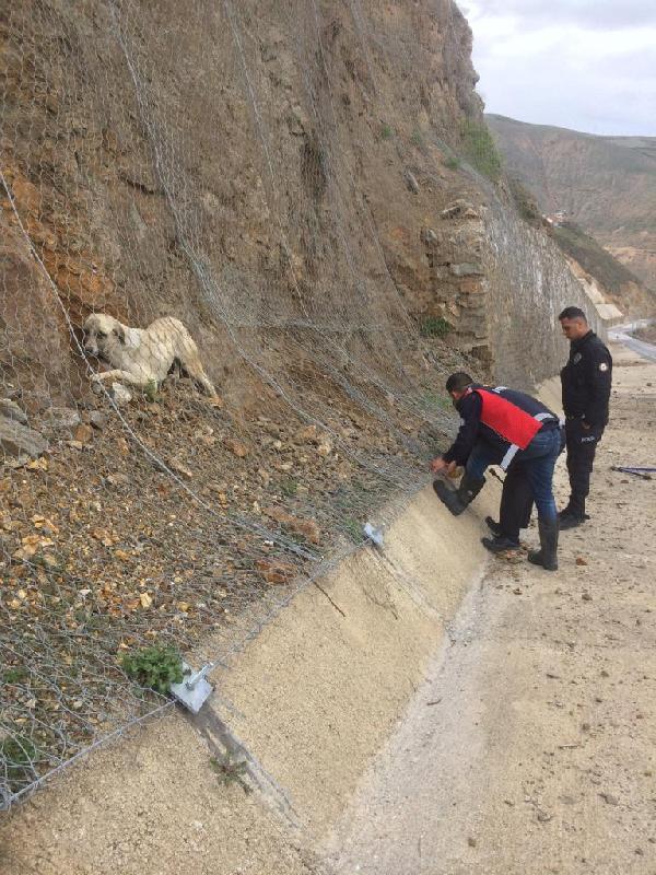 Kara yolunun kenarındaki ağa takılan köpek, kurtarıldı