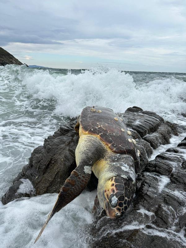 Kayalıklarda ölü caretta caretta bulundu