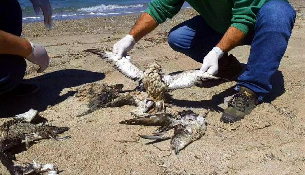 Kuşadası Sahili'nde 24 yelkovan kuşu ölü bulundu