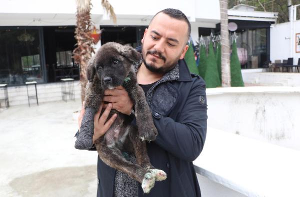 Kuyruğu, kulakları ve patisi kesilip, boğazı delinen 'Mucize' köpek tedaviye alındı