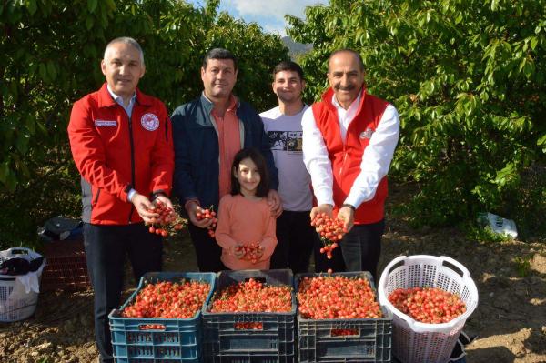 Manisa'da sezonun ilk kirazı 800 TL'den satıldı