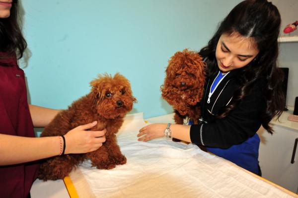 Türkiye'ye kaçak getirilen köpeklere el konuldu, HAYTAP tarafından tedavisi üstlenildi