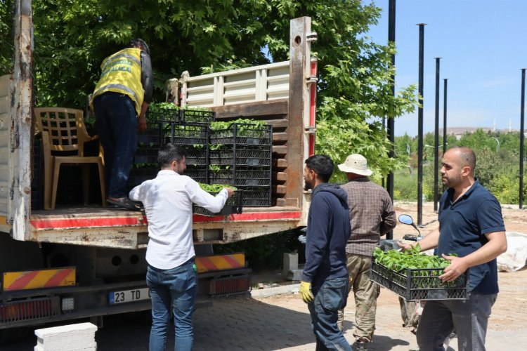 Büyükşehir’den vatandaşlara isot fidesi