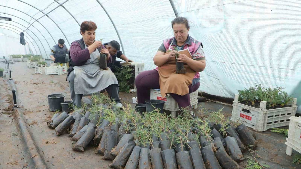 Diyarbakır’da belediye personeline fidan aşılama eğitimi