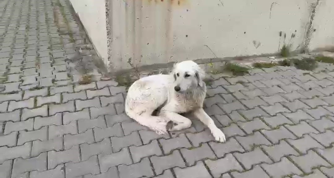 İzmir’de köpeğe işkence anbean kamerada