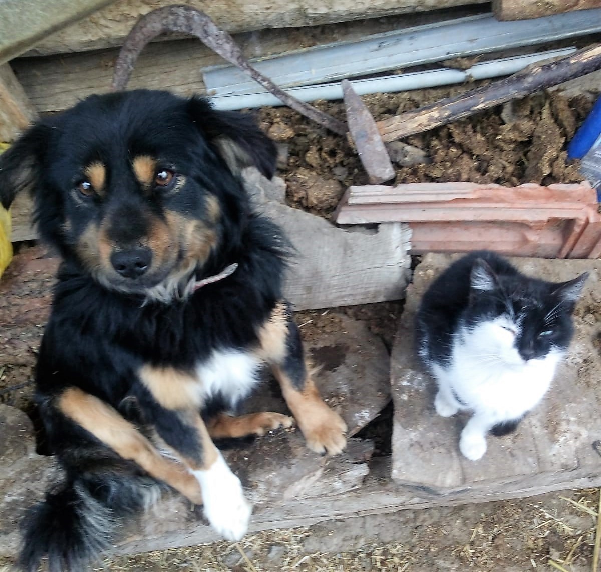 Kayıp köpeğini bulana ödül verecek