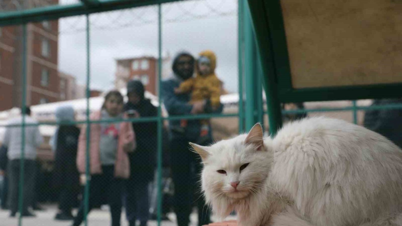 Küçük Dostlar Kedi Kasabası Açıldı