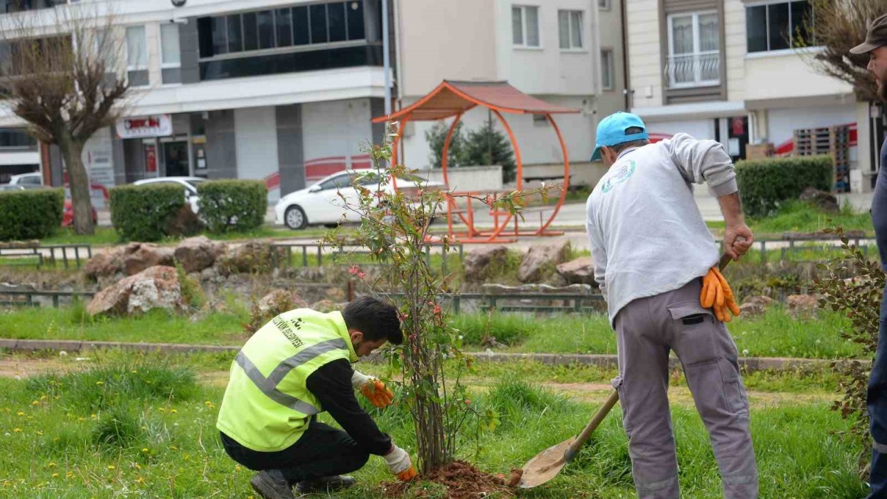 Orta refüjlerdeki bitkiler yeşil alanlara dikiliyor