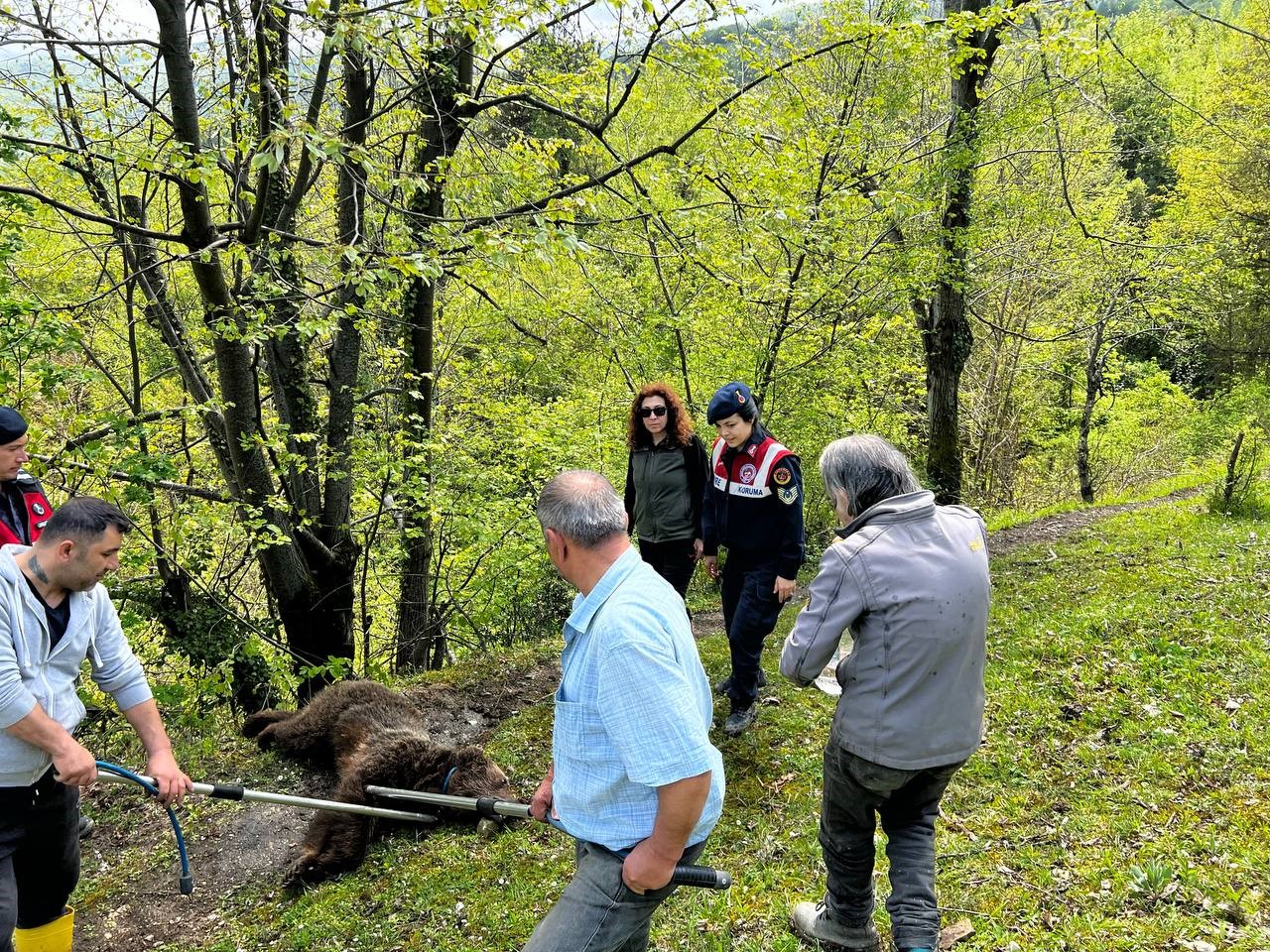 Yaralı ayının imdadına ekipler yetişti