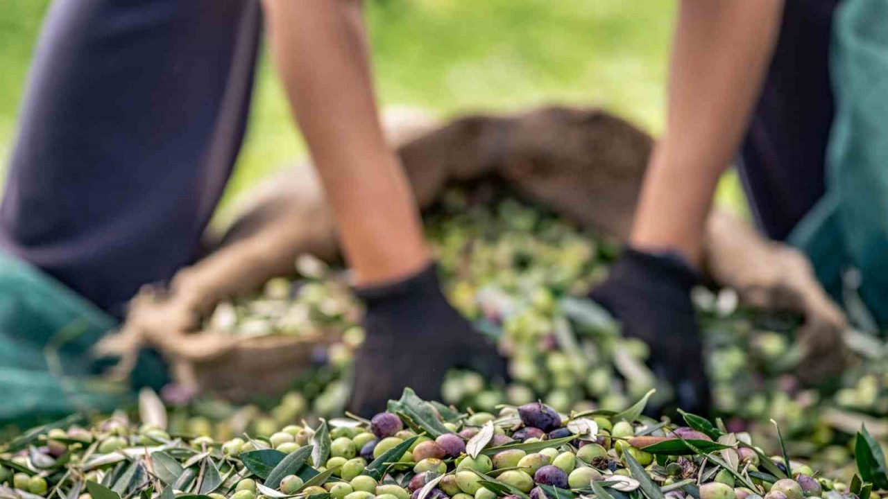 Zeytin sektörü ihracatta 1 milyar dolara koşuyor