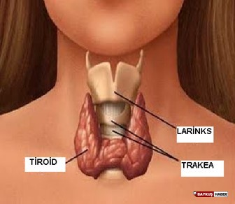 Tiroid Hastalığı Olanlar İçin Beslenme Önerileri ve Yiyecekler