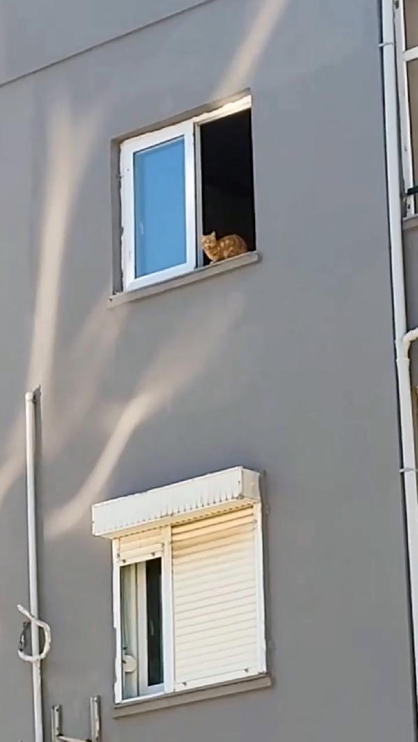 Ağır hasarlı binadan kurtarılmaya çalışılan kedi, 14’üncü kattan atladı