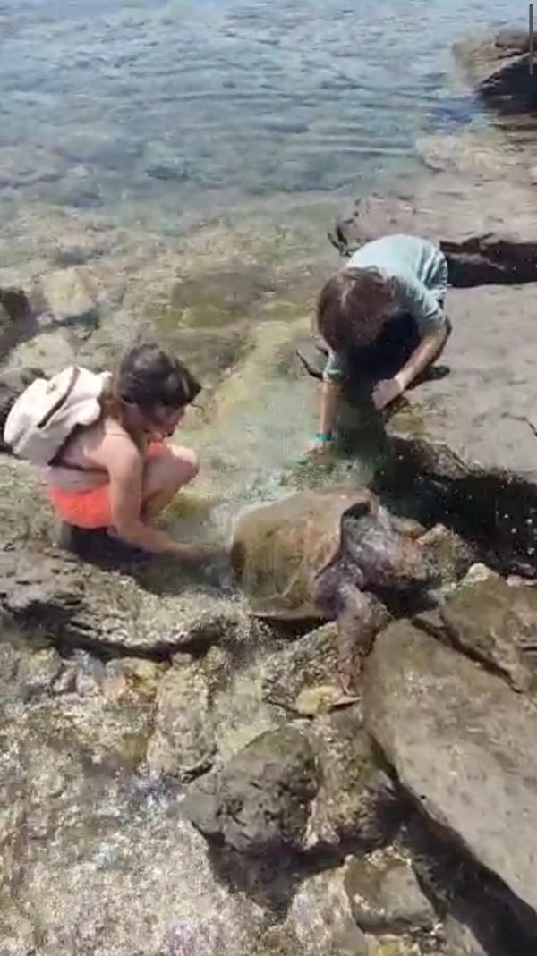 Bodrum'da kıyıya vuran caretta carettaya tedavi