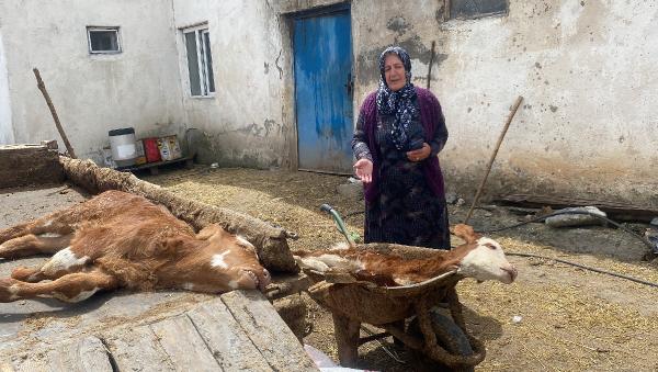 Köyde 10 günde 70 buzağı öldü, inceleme başlatıldı