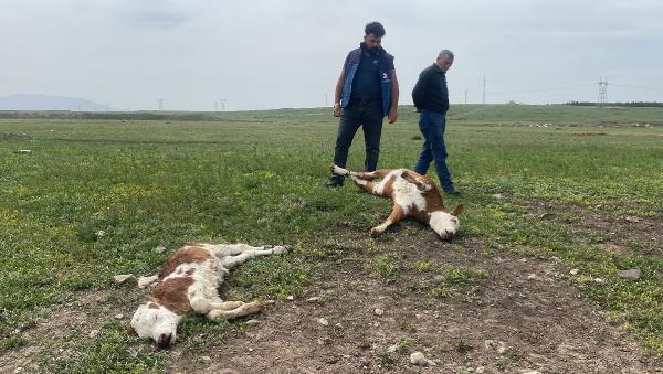 Köydeki buzağı ölümlerinin nedeni şap hastalığı çıktı