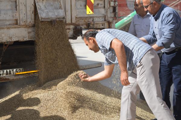 Mardin’de sezonun ilk arpa hasadı yapıldı, çiftçiye altın hediye edildi