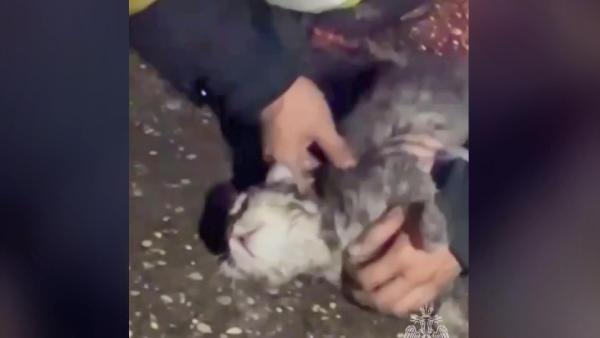 Rusya’da yangında bilinci kapalı olarak bulunan kedi hayata döndürüldü