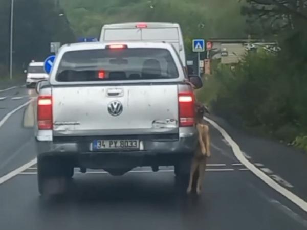 Sarıyer'de pikapta asılı şekilde taşınan köpek görüntüsü tepkilere neden oldu