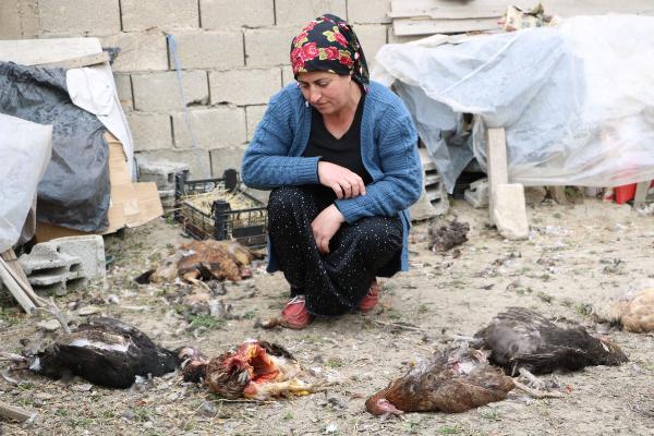 Sokak köpekleri 80 tavuğu öldürdü