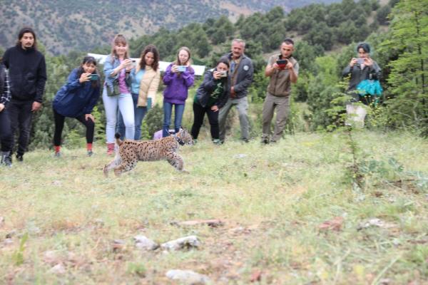 Yavru vaşak tedavi edilip, doğaya bırakıldı