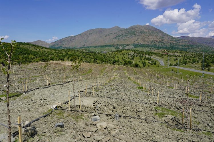 Diyarbakır Kulp'da 400 dut fidanı dikildi