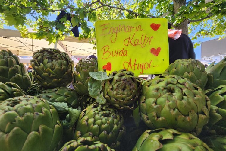 İzmir Urla enginara doydu