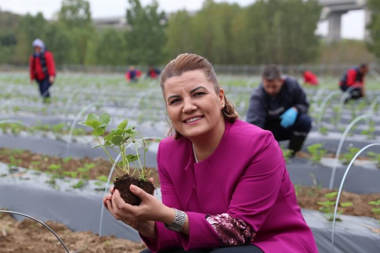 İzmit Çilek Köy'ün hasat ürünleri raflarda