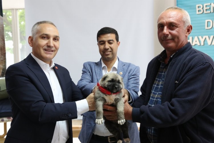 Manisa'da hayvan yetiştiricilerine kangal desteği