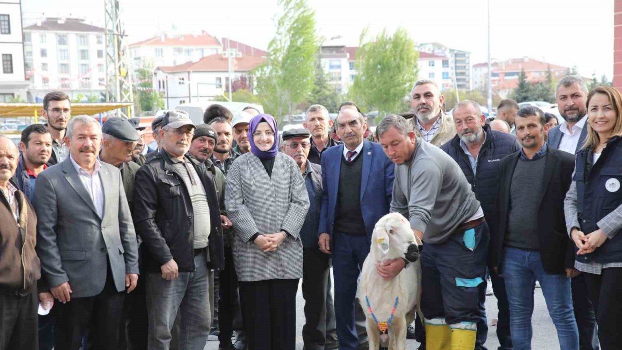 Akyurt’ta çiftçilere damızlık koç desteği