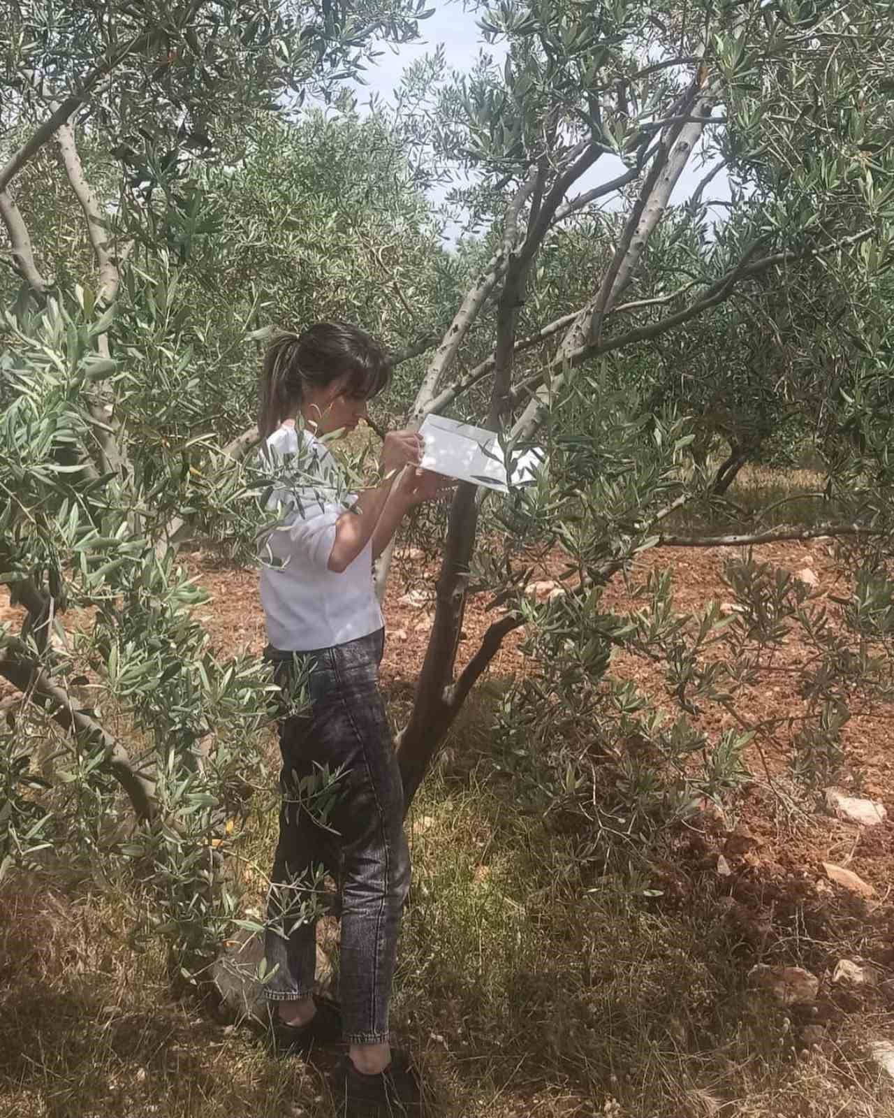 Aydın’da zeytin bahçeleri incelendi