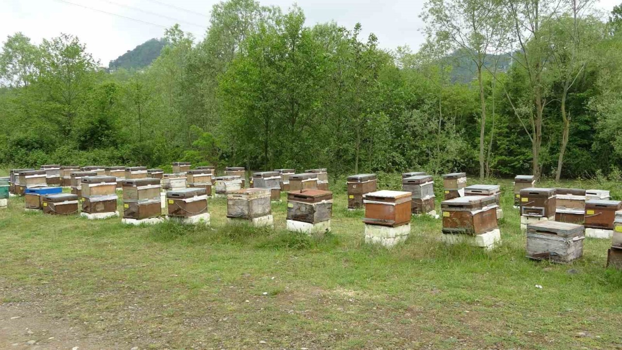 Bahar yağmurları arıcıların yüzünü güldürdü