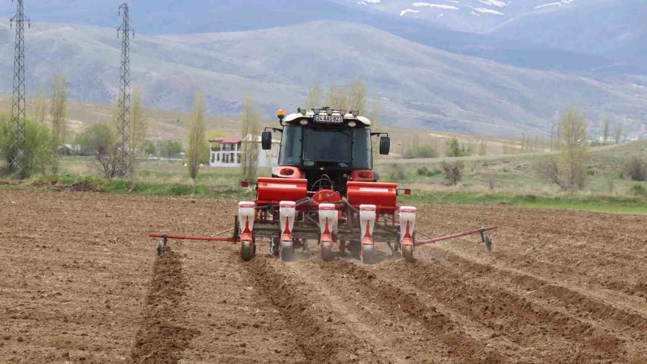 Çayırlı’da ayçiçeği ekimi başladı