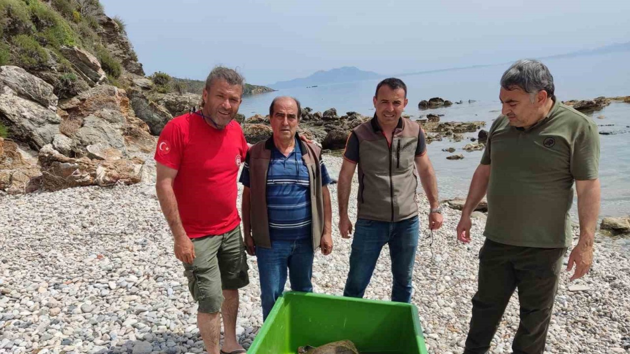 Çocuklar sahile vuran kaplumbağa için seferber oldu