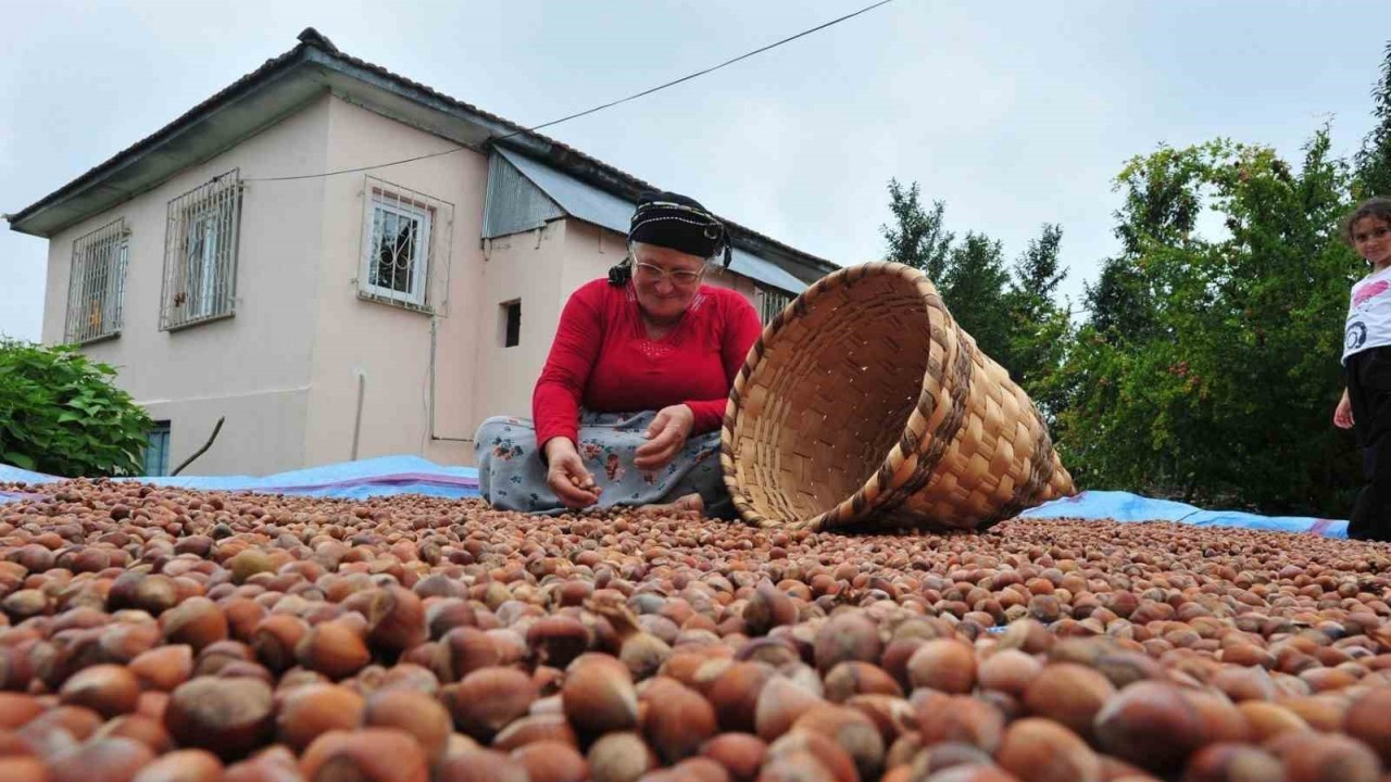 Düzce’den ilk çeyrekte bin 175 ton fındık ihraç edildi