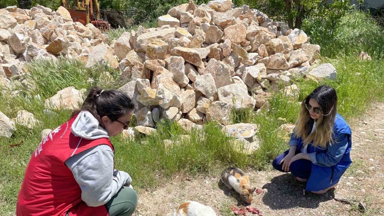 Elazığ’ın genç gönüllülerinden sokak hayvanlarına mama desteği