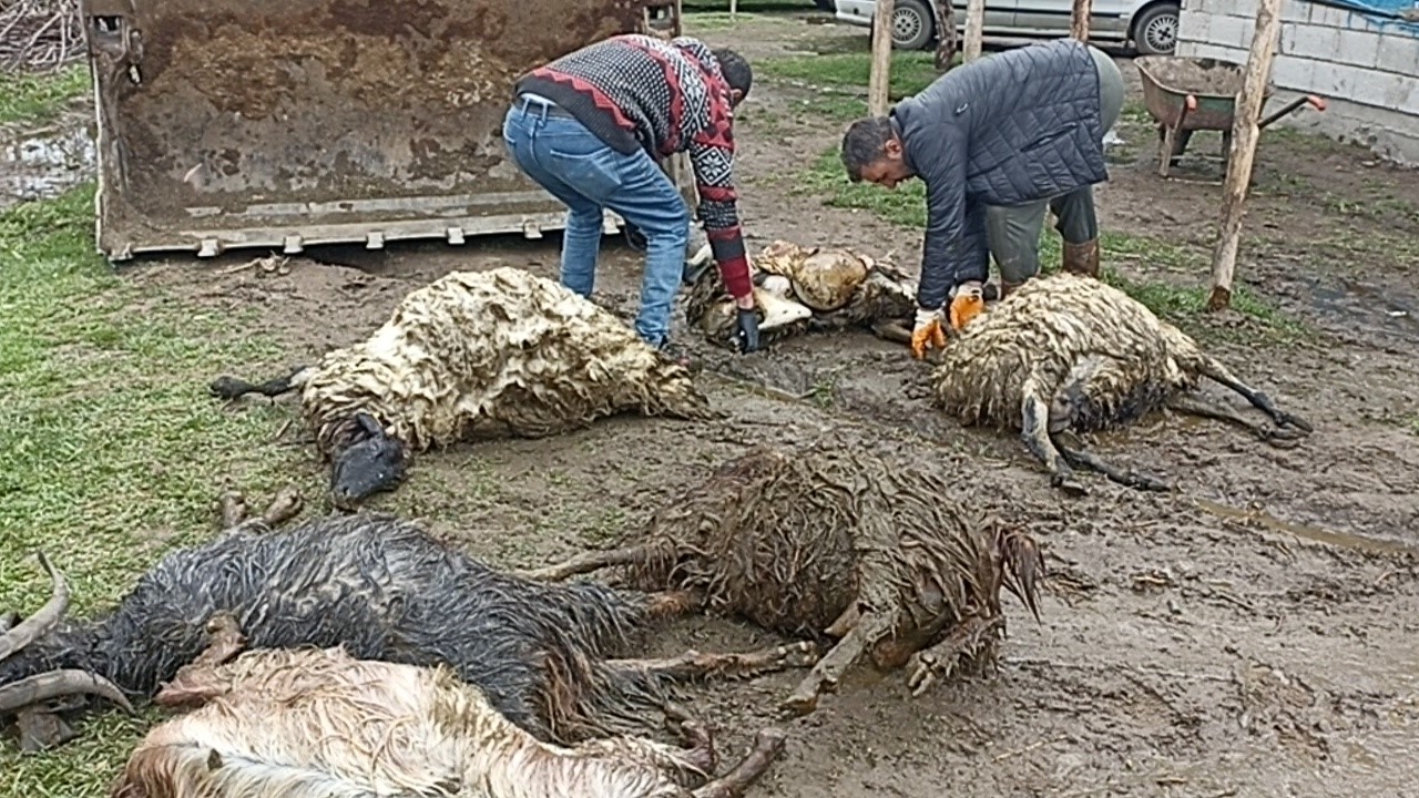 Erciş’te ahıra kurt girdi, koyunları telef etti