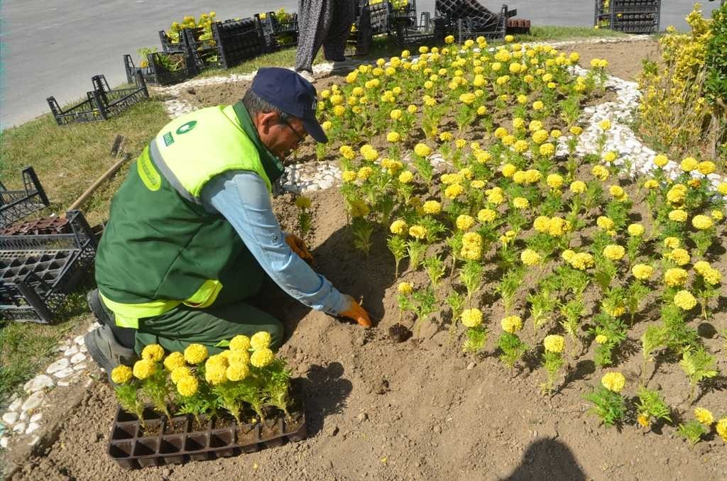 Ereğli Belediyesi park ve refüjlere çiçek dikimini sürdürüyor