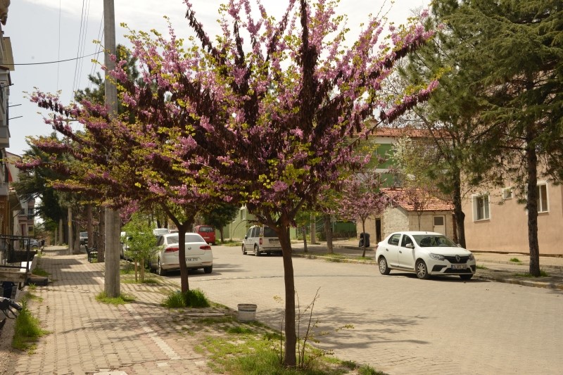 Erguvanlar Gediz’in caddelerini süslüyor