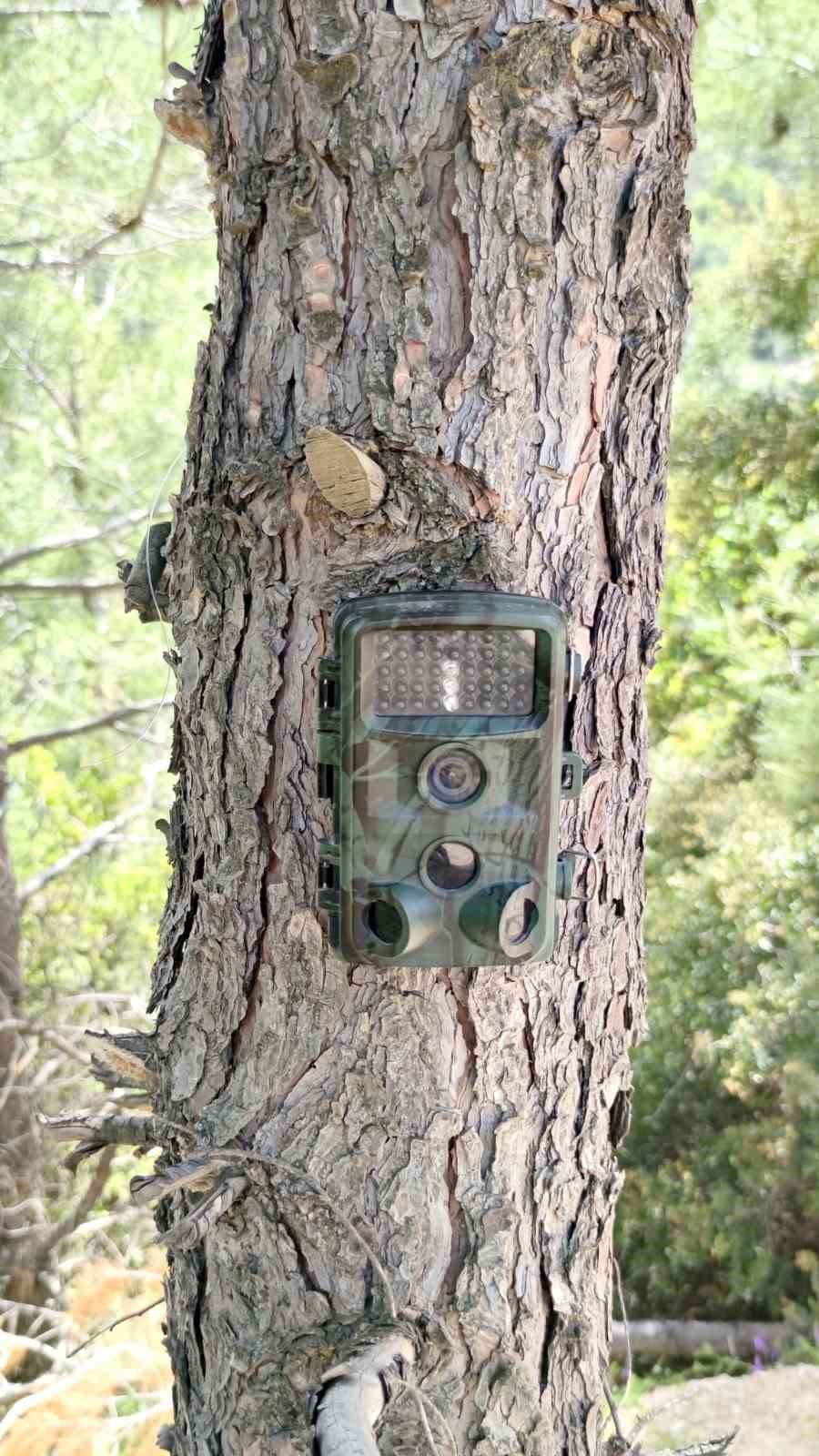 Fotokapanlar yaban hayatını korumak için kuruldu