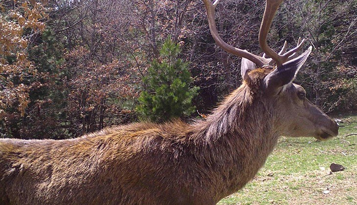 Fotokapanlara yansıyan görüntüler belgeseli aratmadı