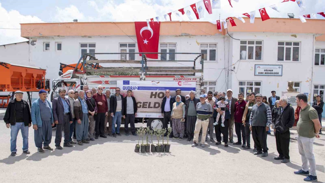 Gülnar’da 3 bin zeytin fidanı dağıtıldı