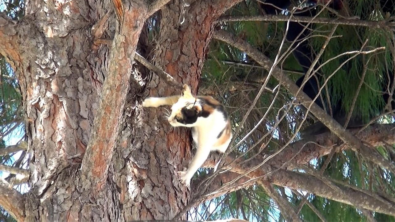 İtfaiye müdürlüğü bahçesindeki ağaçta kedi kurtarma operasyonu