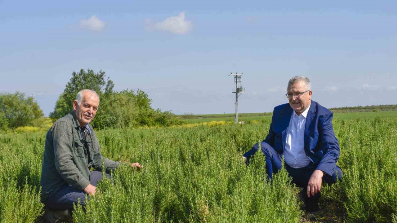 Karacabey, aromatik bitki alanında da dikkat çekiyor