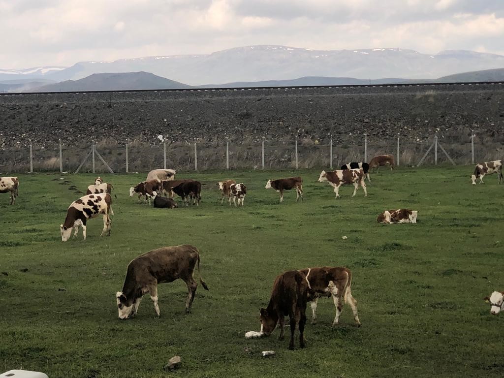 Kars’ta meralar renklendi