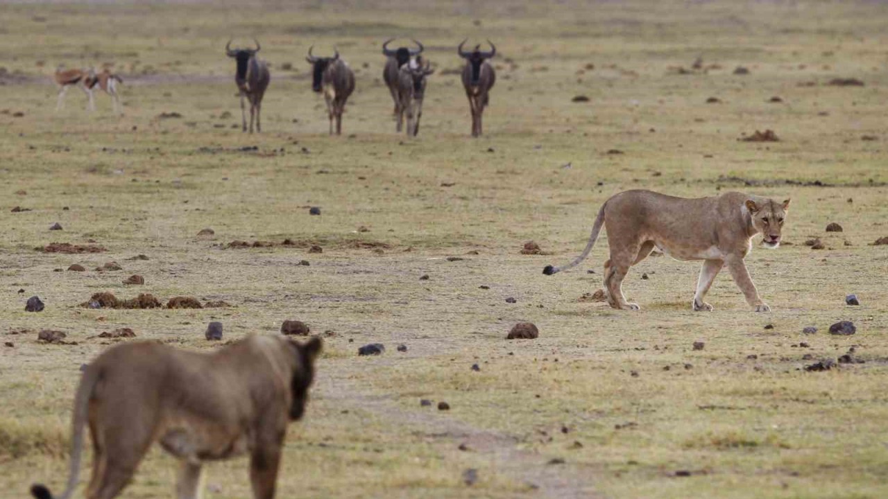 Kenya’da 6 aslan ölü bulundu