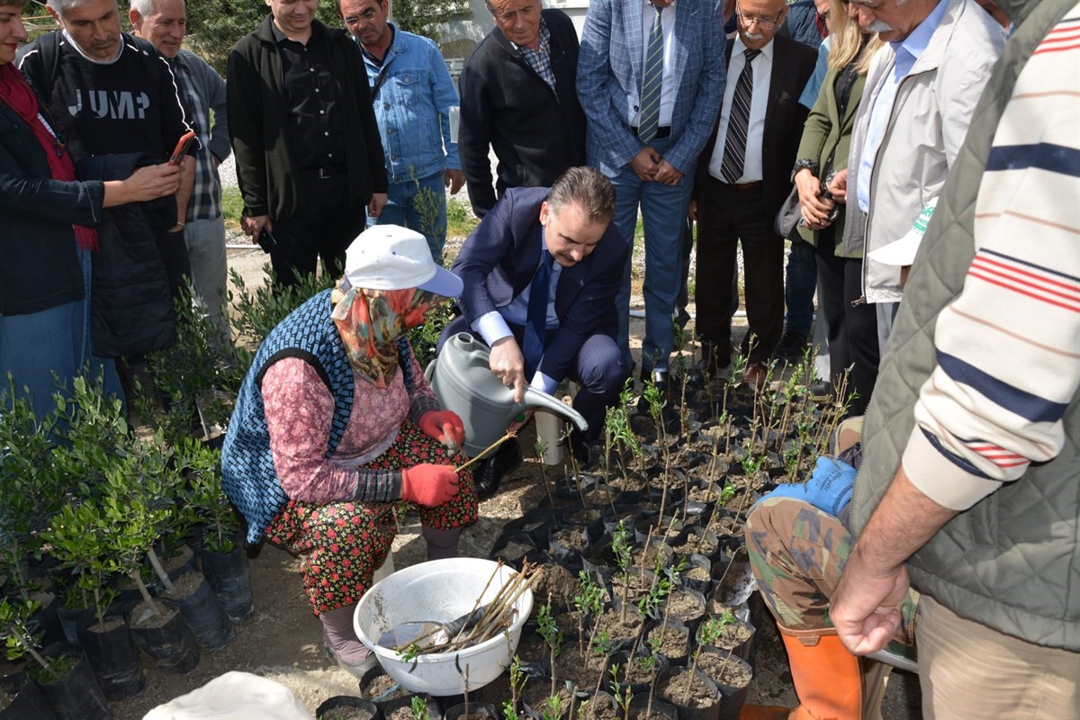 Kursiyerler uygulamalı olarak zeytin budadı